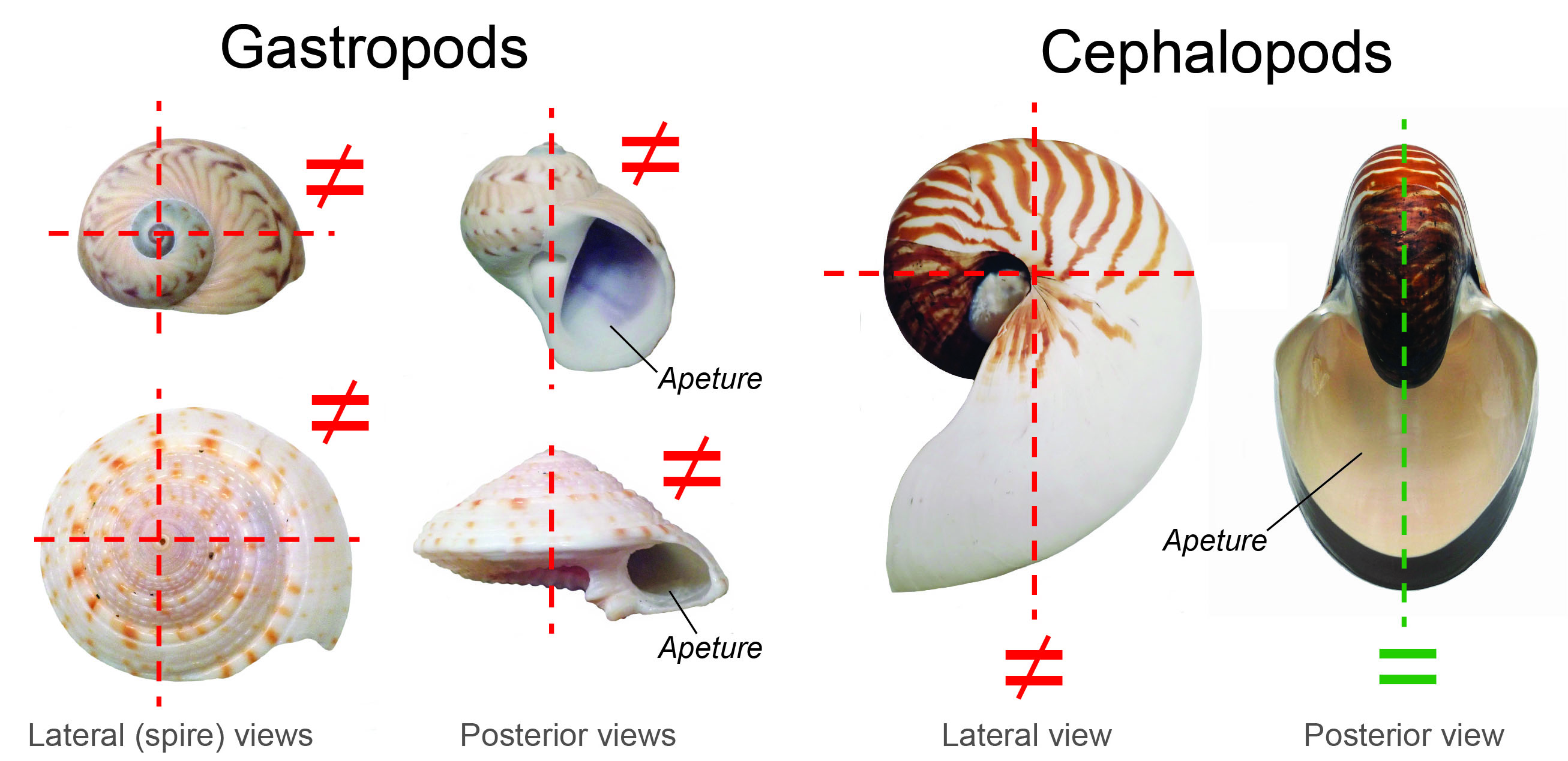 Differences in the coiling symmetry of most gastropods and the modern Nautilus, a cephalopod with a hard shell.